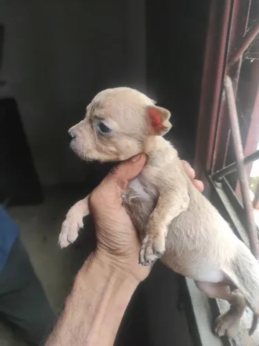 Cachorro