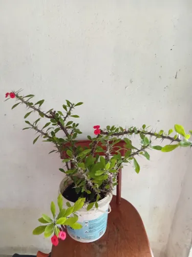 Plantas de sol