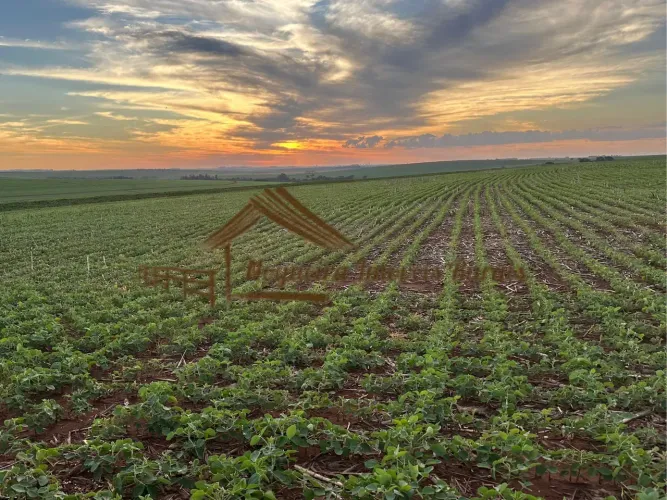 Fazenda a venda com 86 alqueires na região de Ourinhos/SP