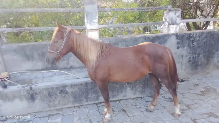 Pordo piquira