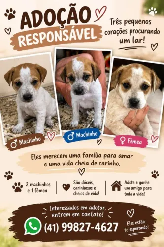 Doação de cachorro santa candida 
