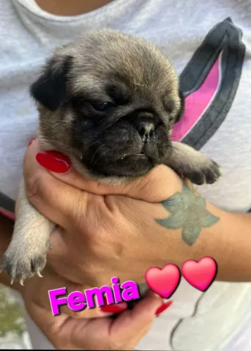 Pug disponível para venda 