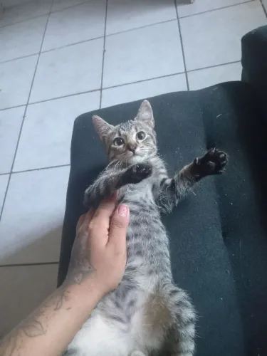 Gatinho macho rajado adoção 
