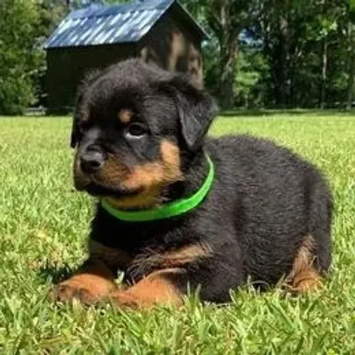 Rottweiler,Rottweiler Filhote Muito Amoroso e Dócil