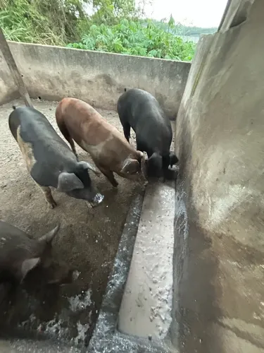 Leitoas caipiras 
