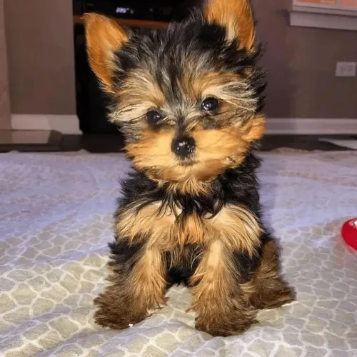 Impecável filhote de yorkshire macho adestrado!