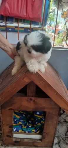 Cachorro