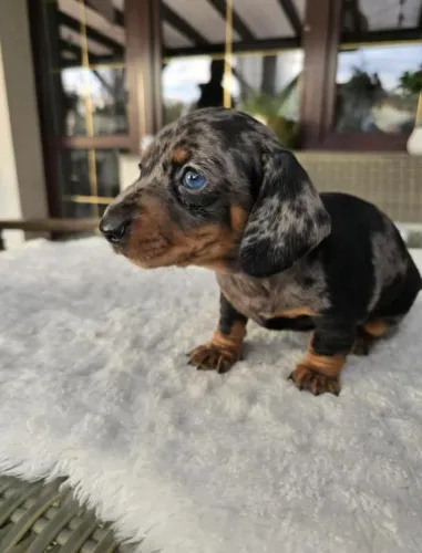 Dachshund salsichinha fêmea( mofadinha) em até 12x