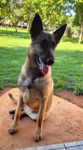 Pastor Malinois FÊMEA