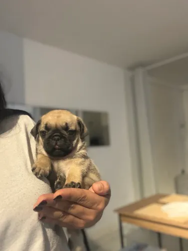Pug Macho 10x de R$160