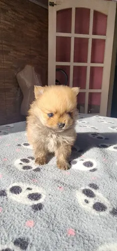 Lulu da pomerania, spitz alemão 
