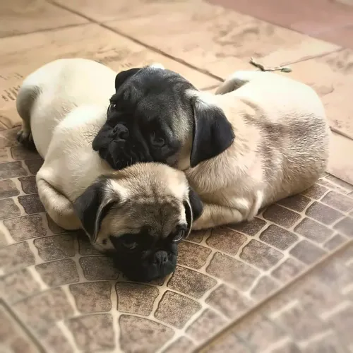 últimos filhotes Pug