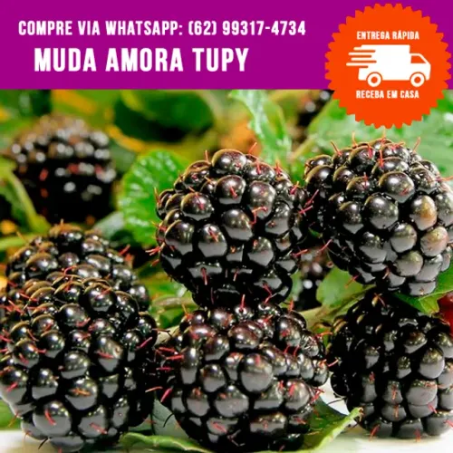 Muda de Amora Tupi