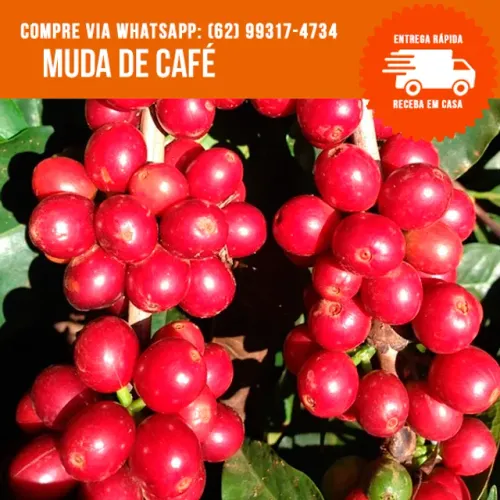 Muda de Café Catuaí Vermelho Produzindo 