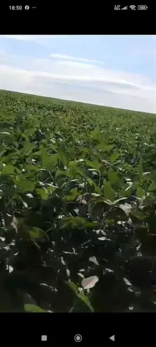 Fazendacde arrendamento 1.300 hec em gaúcha do norte MT.