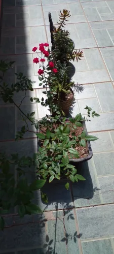 Vasos com roseiras cactos e suculentas 