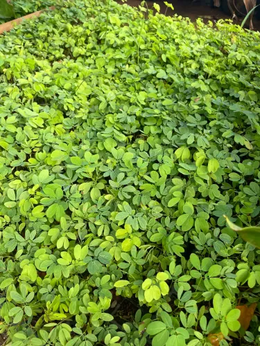 Muda de Sansão do Campo 