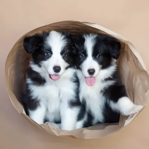 Border Collie - Olhos Hipnotizantes!