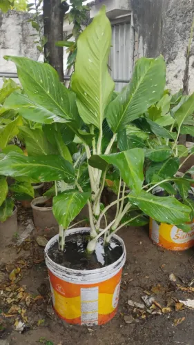 Comigo ninguém pode. Planta. Valor: 15,00 reais. WhatsApp *. 