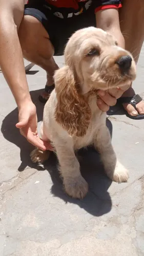 Filhotinhos de Cocker Spaniel