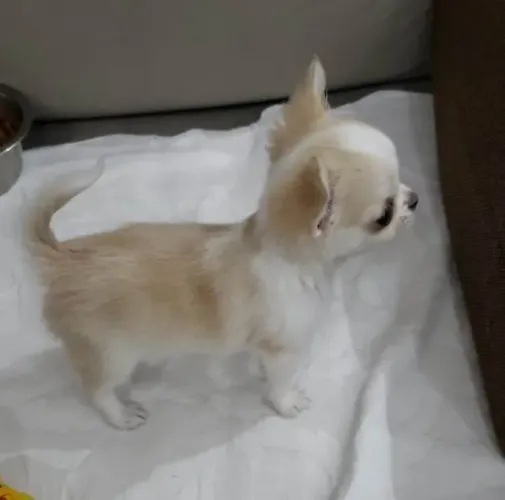Chihuahua - Personalidade Forte em um Corpo Pequeno!