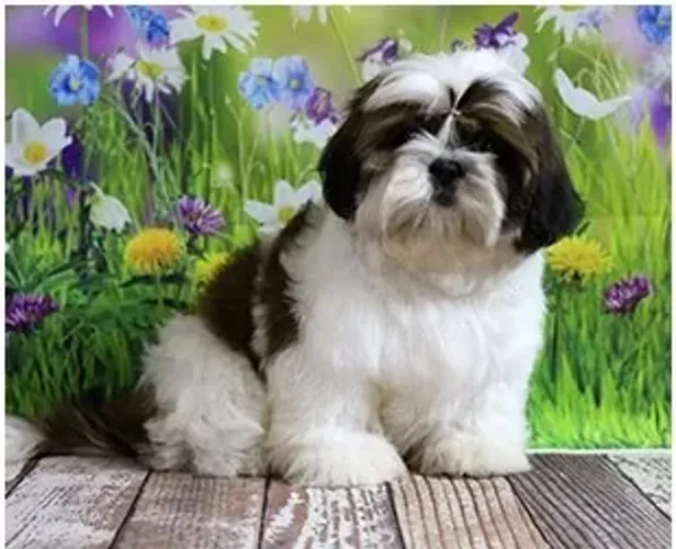 Shih-Tzu Fêmea White: O Toque de Elegância Para Seu Lar!