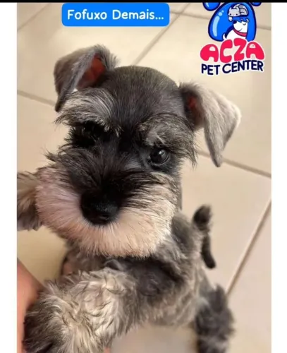 Lindos Filhotes de Schnauzer Miniatura - Estamos em Goiânia 