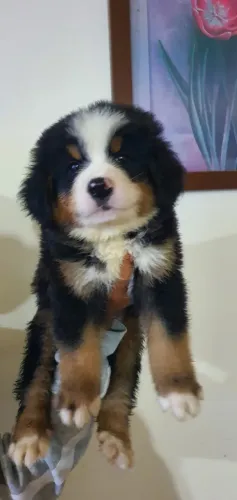Bernese Mountaing Dog O Companheiro Perfeito para Quem Ama Diversão