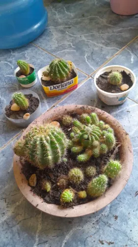 Cactus para venda