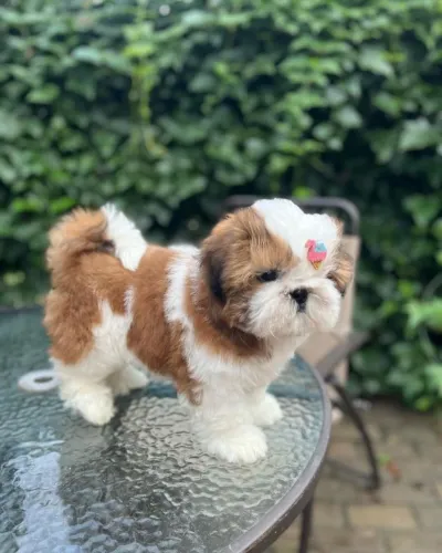 Lindos filhotes de shihtzu prontos para nova família