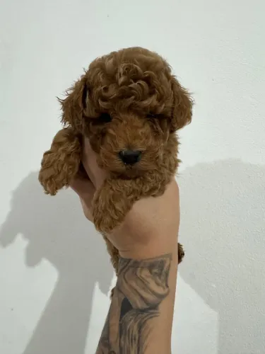 Poodle Toy red macho a venda venha visita 