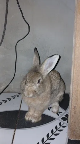 COELHO