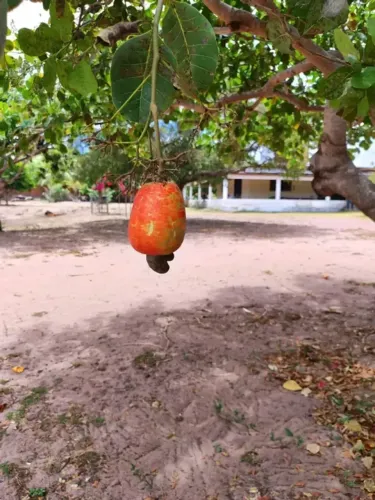 fazenda com 58 hectares de porteira fechada em ceara mirim