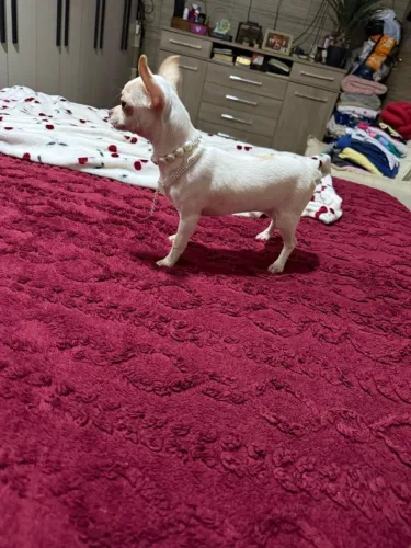 Chihuahua