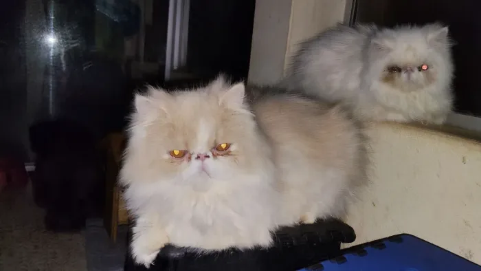 Filhotes gatos persa