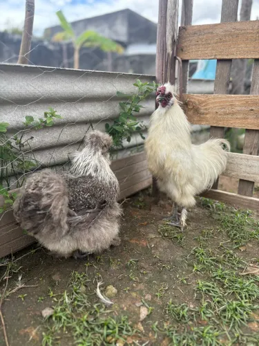 Galo e galinha sedosos