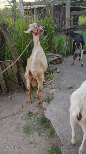 Cabra mineira com filhote de 15 dias 