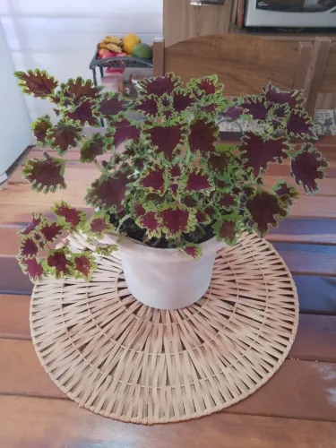 Vaso De Planta Coração Magoado (coléus)