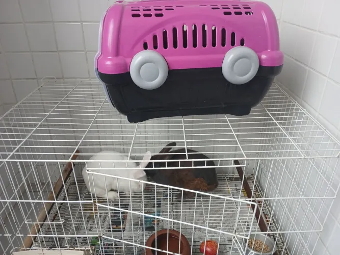 Vendo 2 coelhinhas + gaiola + caixa de transporte