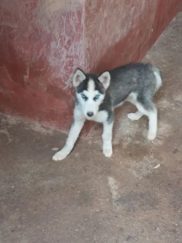 Husky 