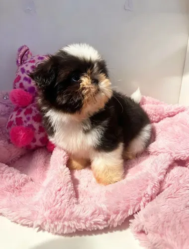 Filhotes de Shihtzu Mini fêmea e machinho