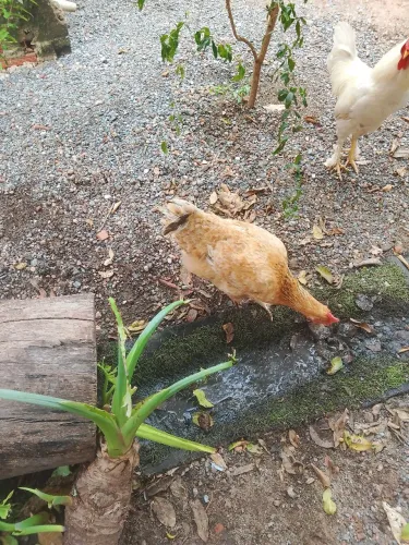 Vendo galinha caipira três galinha e um galo