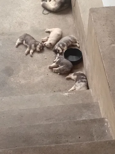 Husky siberiano