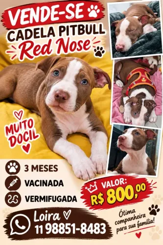FILHOTE PITBULL FÊMEA