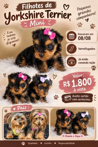 Fêmea de Yorkshire terrier Mini