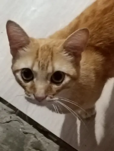 Gato