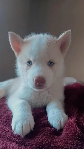 Husky siberiano 