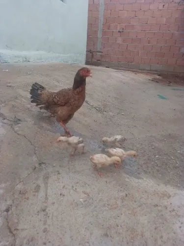 Patos, galinhas , e angolas