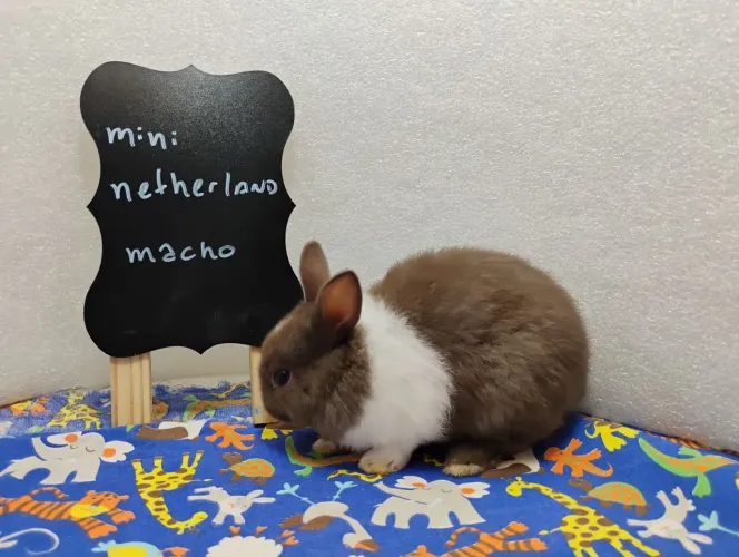 Filhotes disponíveis Mini Coelhos 