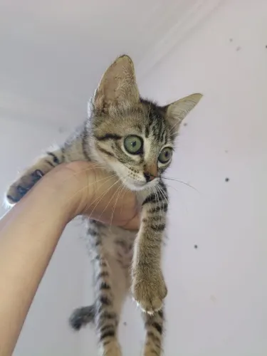 Gatinho macho pra adoção